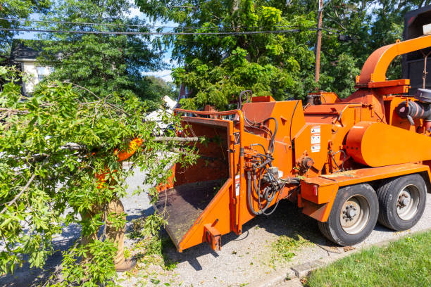 Emergency Storm Tree Removal in East Rancho Dominguez, CA